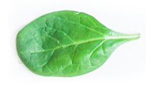 leaf-img-01